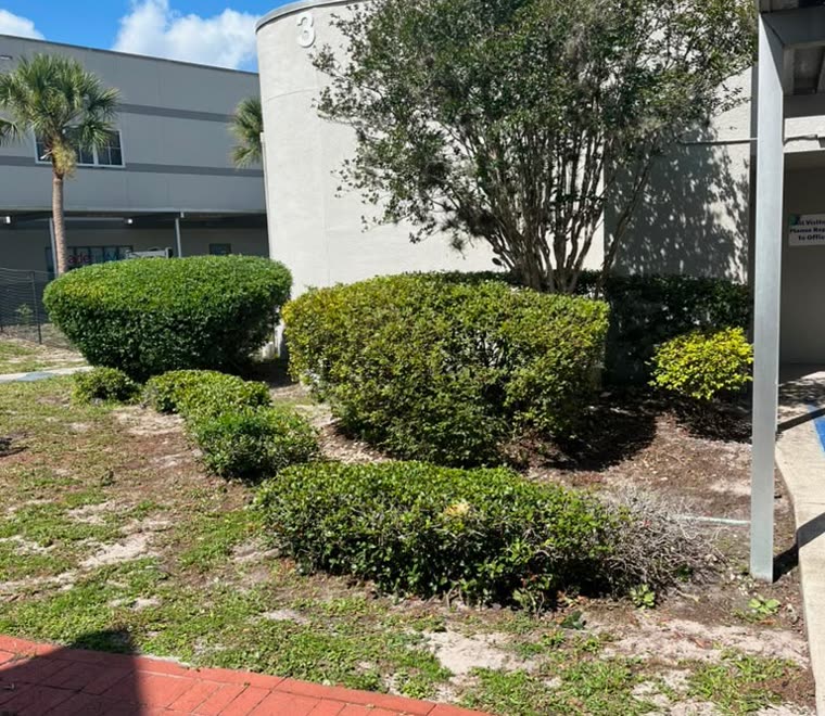 Trimmed shrubs and tree by a commercial entrance