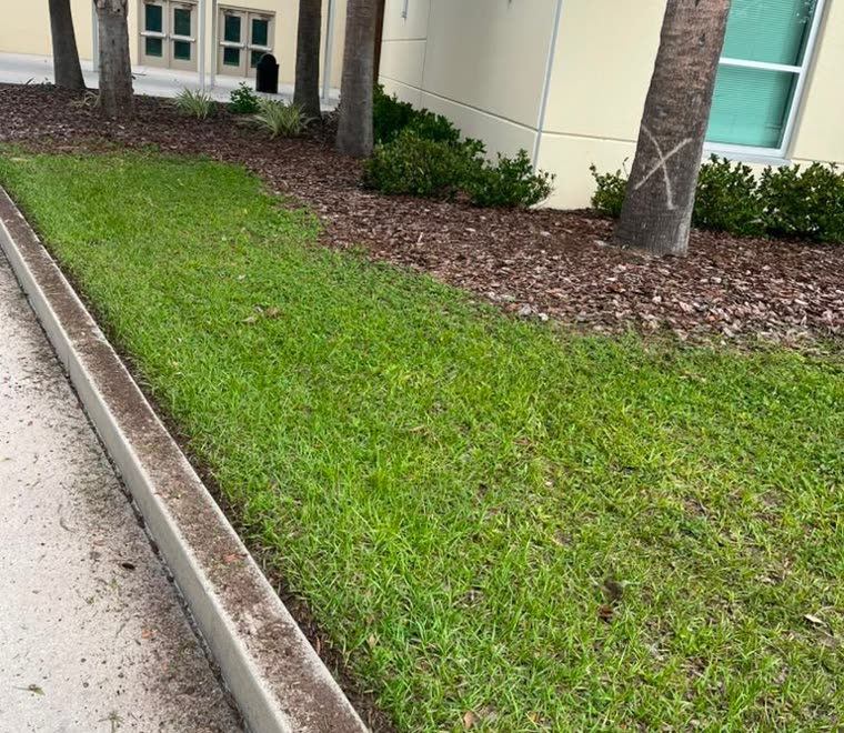 Palm trees and lawn edge on a commercial property