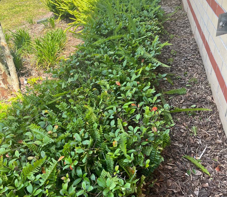 Fresh mulch and fern bed along a building