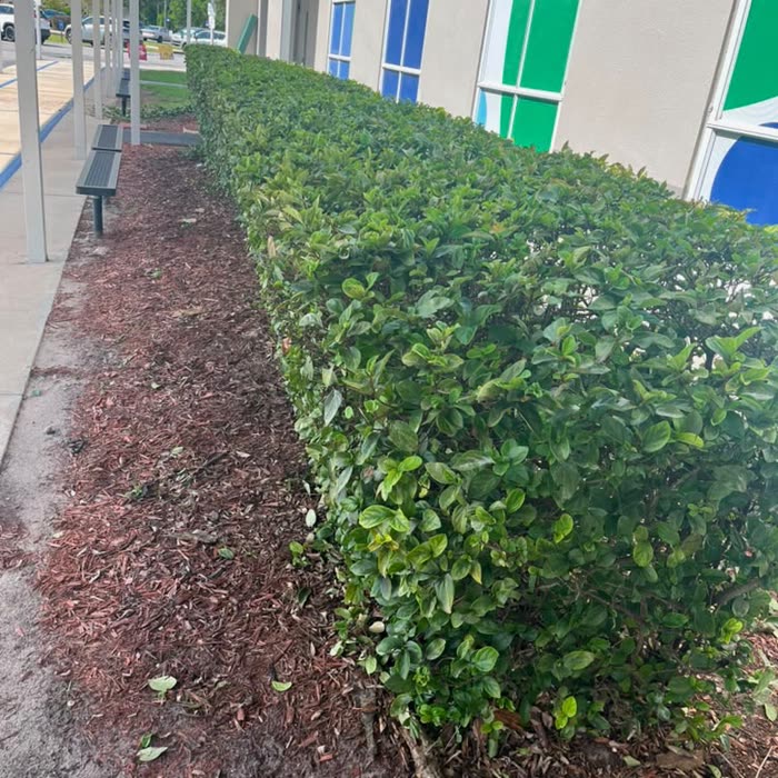 Freshly trimmed hedge and clean lawn edge, recent Jeune-P job