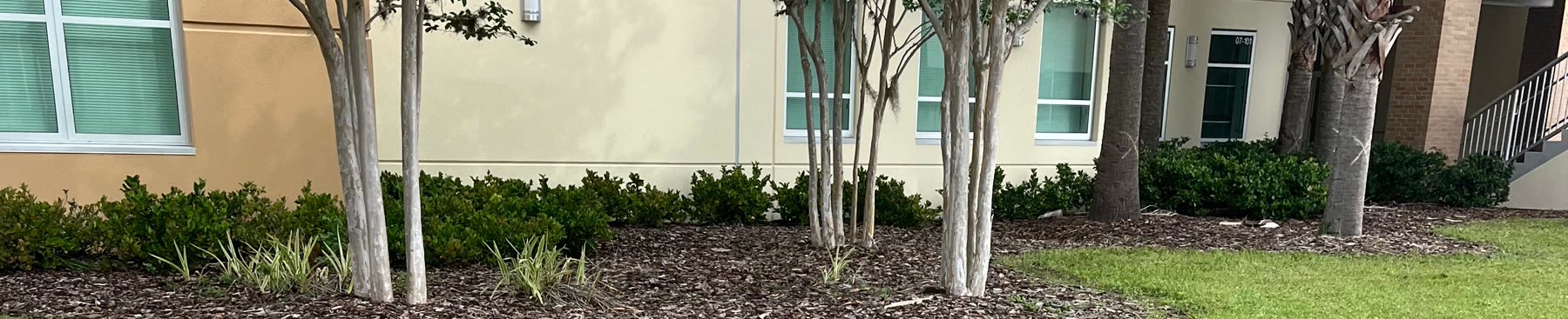 Trimmed crepe myrtles, shrubs, and fresh mulch bed on a recent Jeune-P job