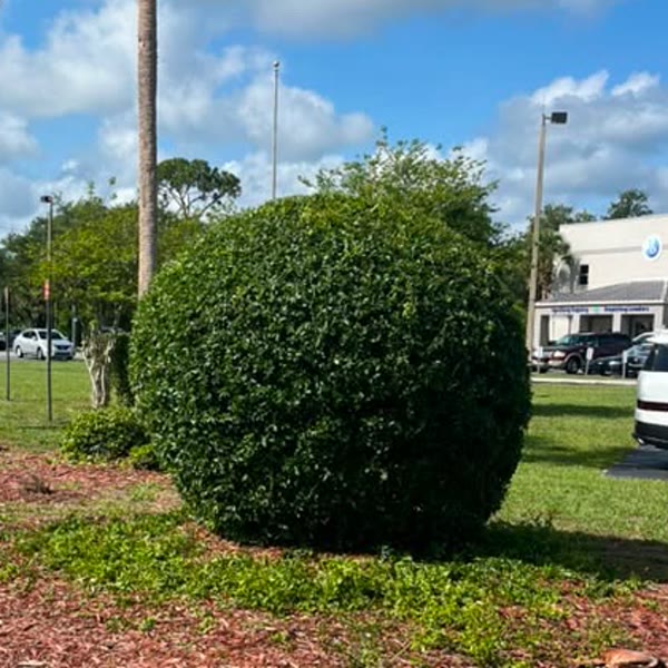 Precisely shaped round shrub on a recent Jeune-P commercial job