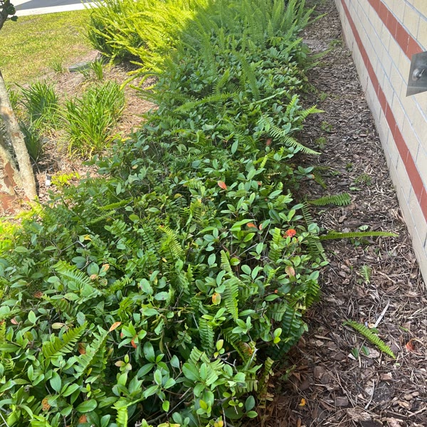 Fresh fern and shrub planting bed with new mulch, Jeune-P job